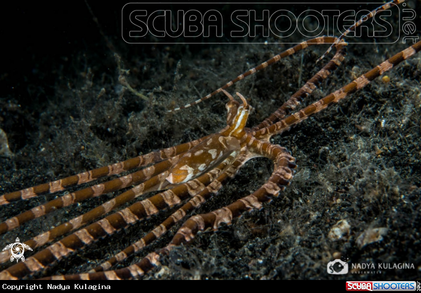 A wonderpus octopus