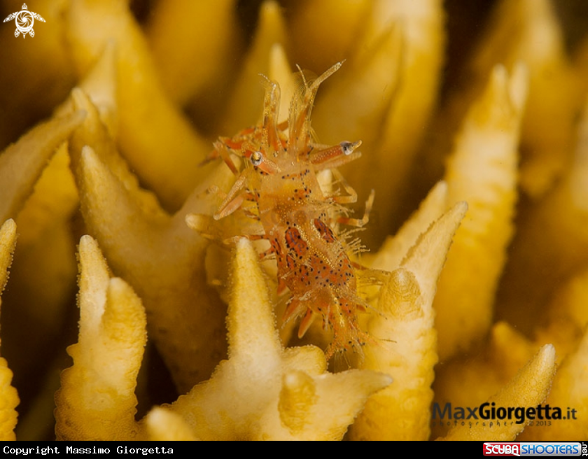 A tiger shrimp - Phyllognathia ceratophthalmus