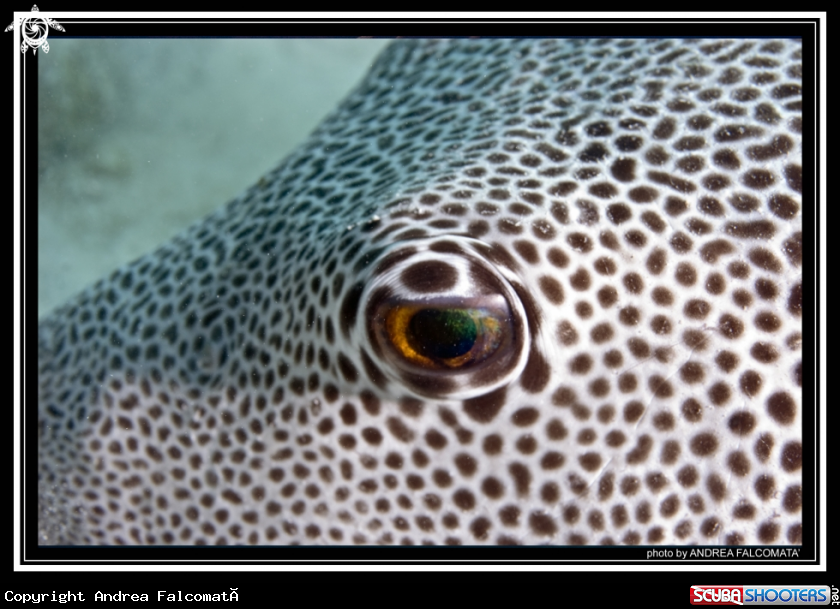 A Starry Pufferfish
