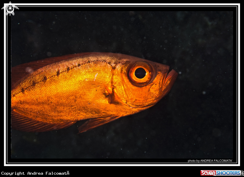 A Bull Eye Fish