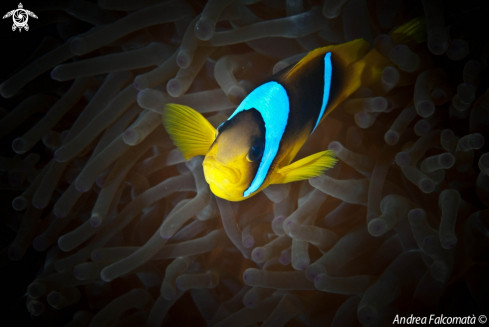 A anemone & clownfish