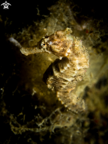 A Hippocampus taeniopterus | Common Seahorse