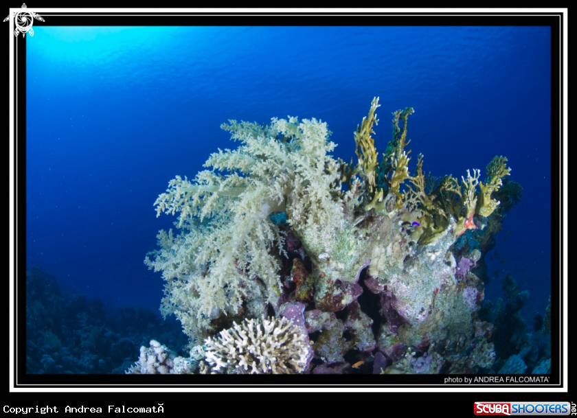 A Coral reef