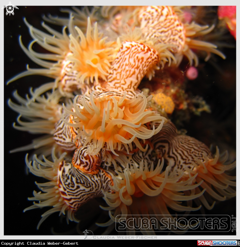 A tiger anemone