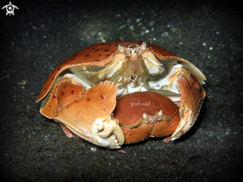 A calappa calappa crab
