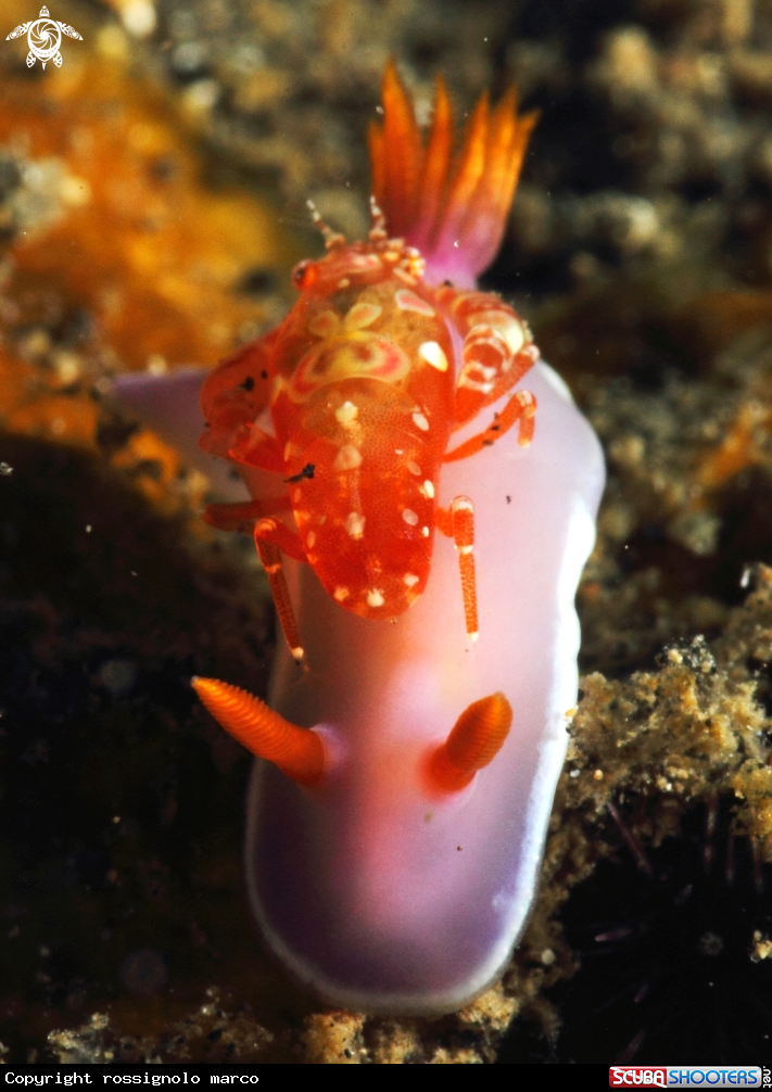 A Nudibranch and shrimp