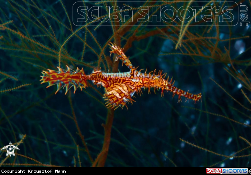 A  Harlequin Ghost Pipefish