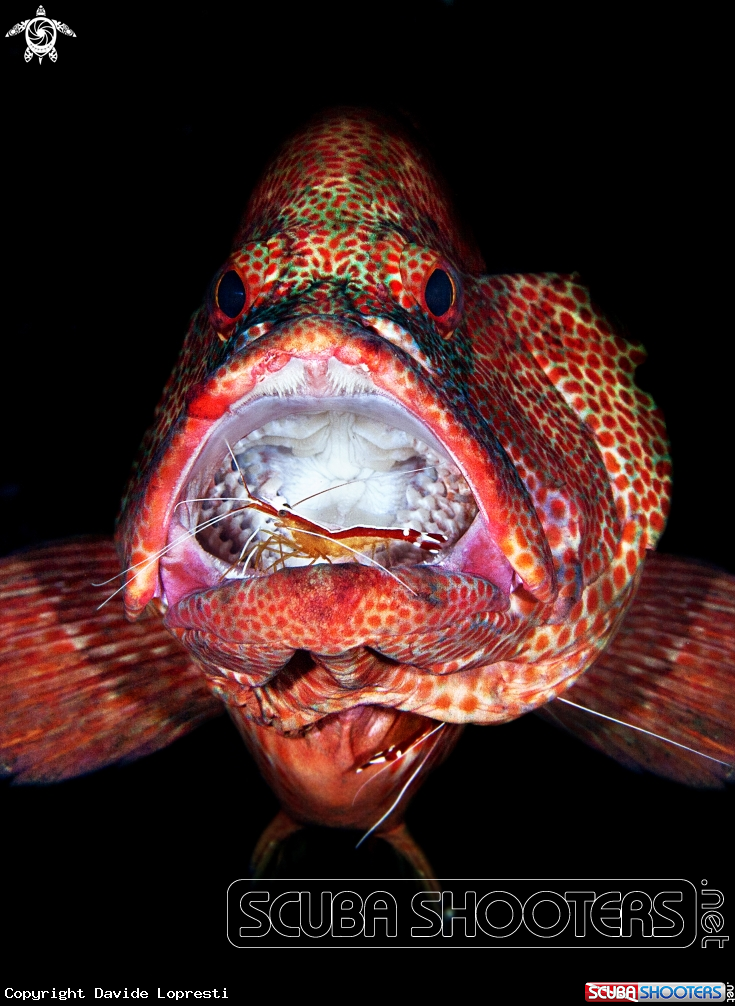 A  Grouper with cleaner shrimp