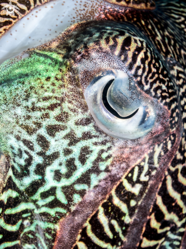 A  Sepia latimanus | Reef Cuttlefish 
