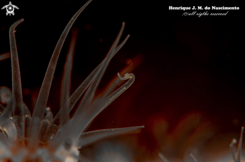 A Parazoanthus axinellae | anemona