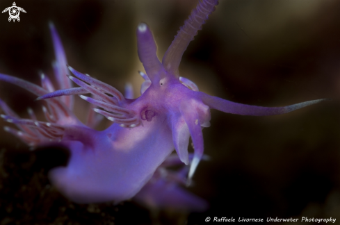 A Flabellina affinis | Flabellina affinis