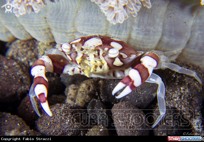 A Arlequin crab