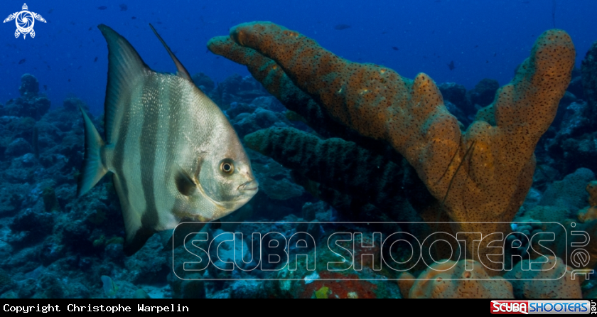 A Atlantic spadefish