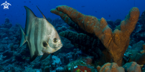 A Atlantic spadefish