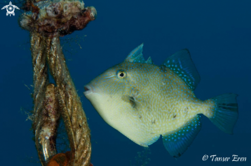 A Balistes carolinensis  | Mediterranean Triggerfish