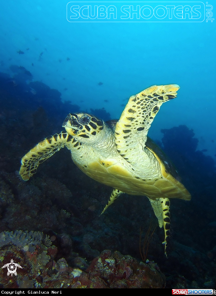 A Hawksbill Sea Turtle