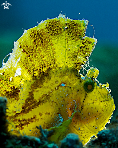A Taenianotus triacanthus | Leaffish