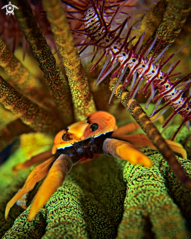 A Elegant Squat Lobster