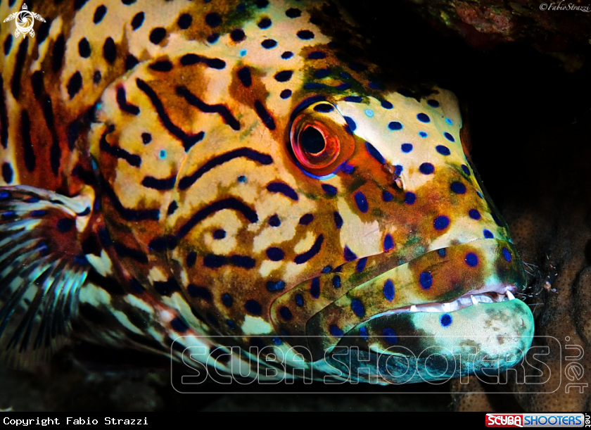 A Coral grouper