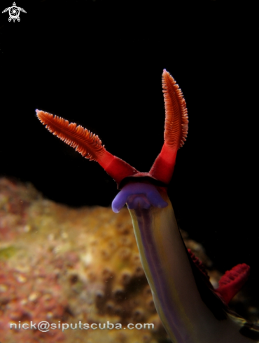 A nembrotha chamberlaini | nudibranch