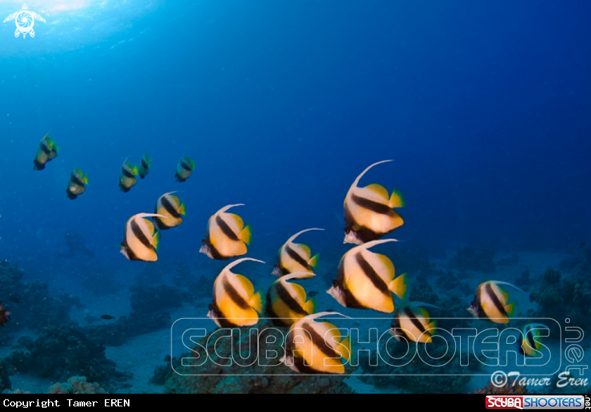 A Red Sea Bannerfish