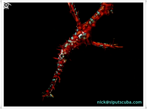 A ornate ghost pipefish