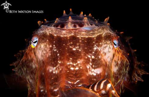 A Cephalopida | Cuttlefish