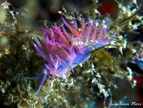 A Flabellina affinis  | Flabellina