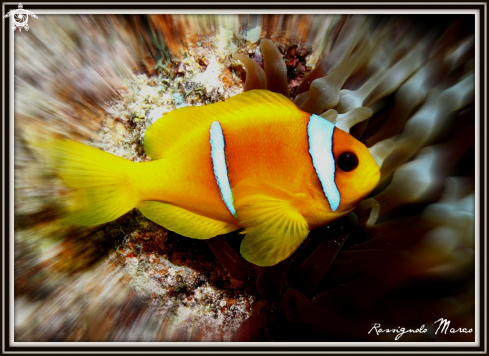 A Amphiprion bicintus | Clown Fish