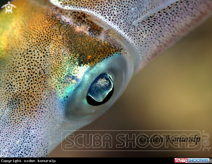 A Caribbean reef squid 