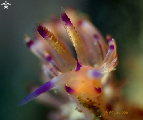 A Flabellina | Nudibranch