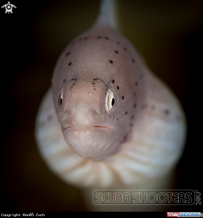 A Pepper Moray Eel