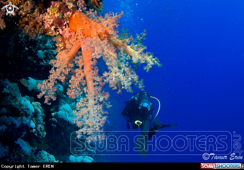 A Soft Coral Reef