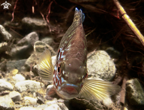 A  Lepomis gibbosus | Sunčica /  Sunfish.