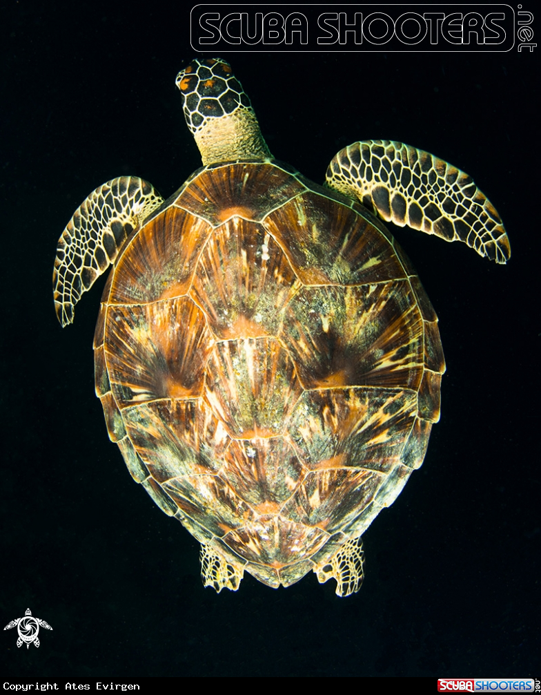 A Green Sea Turtle