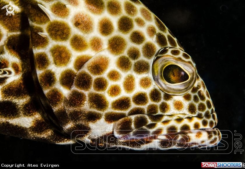 A Honeycomb Grouper