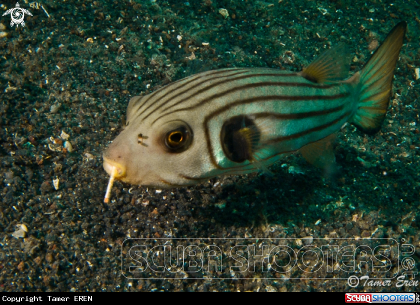A Striped Pufferfish