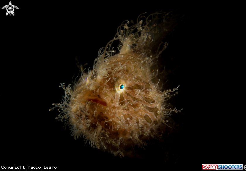 A hairy frog fish