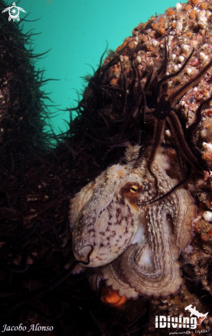 A octopus vulgaris | octopus