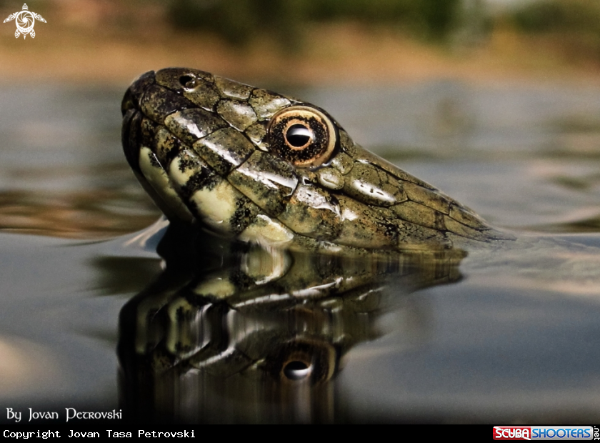 A Vodena zmija Ribarica / Water snake - Ribarica.