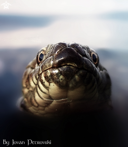 A Natrix tessellata | Vodena zmija Ribarica / Water snake - Ribarica.
