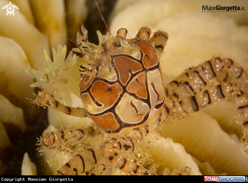 A boxer crab - Lybia tesselata