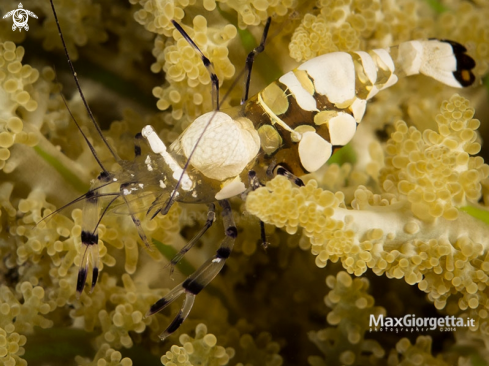 A Periclimenes brevicarpalis | Peacock-Tail Anemone Shrimp