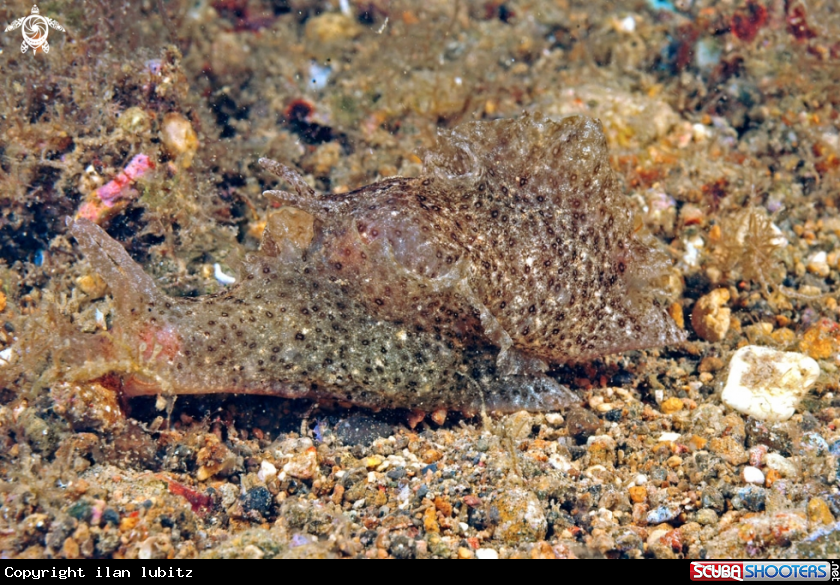 A sea slug