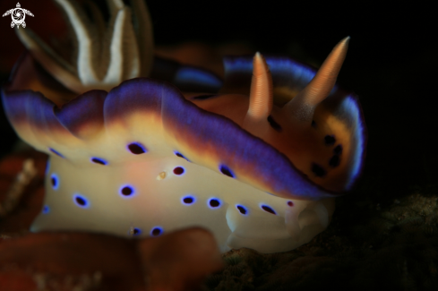 A Goniobranchus kuniei | Nudibranch