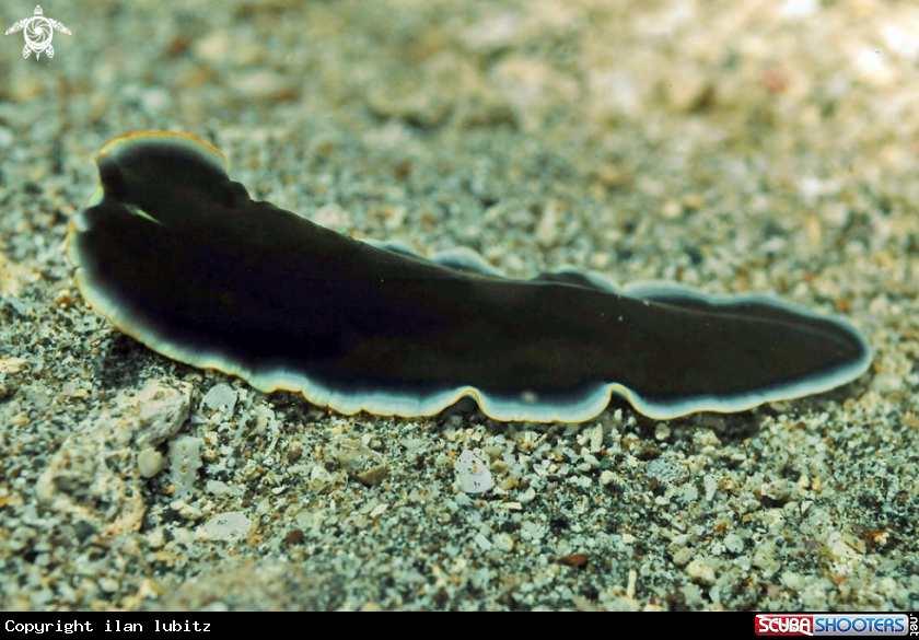 A flat worm