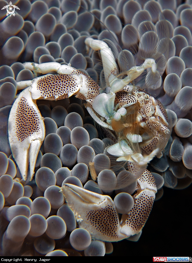 A Anemone Porcelain Crab