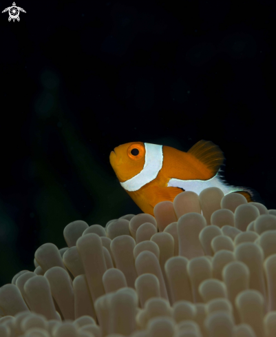 A False Clown anemone fish