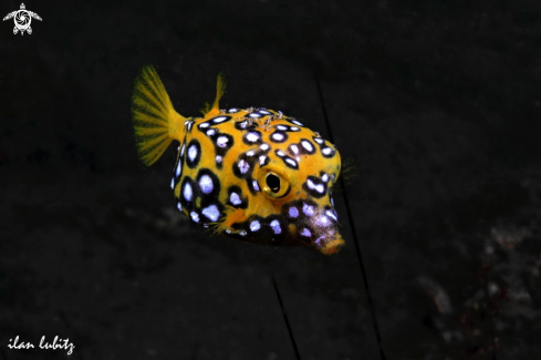 A box fish