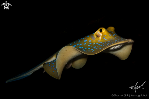 A Bluespotted Ribbontail Ray